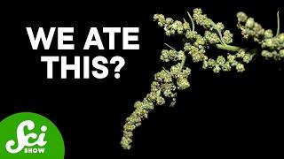 The Ancient Crops We've Forgotten How to Grow