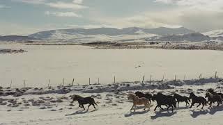 FlyingBy - Icelandic Horses - DJI Mavic 2 Pro