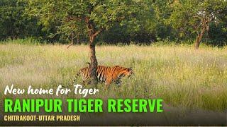 Exploring Ranipur Tiger Reserve: A Hidden Gem in Chitrakoot, Uttar Pradesh #ranipurtigerreserve