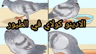 أدينو كولاي في الطيور/ الأعراض,الأسباب,العلاج (بالعلاجات البشرية)