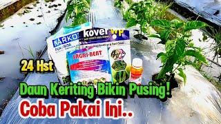 24 Hst, Basmi Keriting Daun Pada Tanaman Cabe