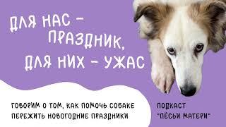 “Для нас — праздник, для них — ужас”. Как помочь собаке пережить новогодние праздники