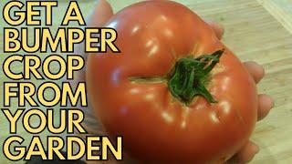 How To Get A BUMPER CROP From Your Vegetable Garden THIS YEAR