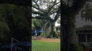 Magnificent saman tree - Hacienda San José, El Tigre, Colombia