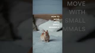 Use These Tips to Move Your Small Pets