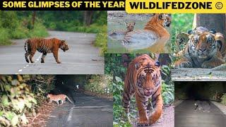 Some Glimpses Of The Year Wildlifedzone