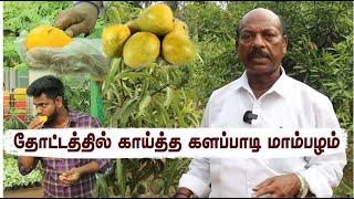 பிஞ்சுகள் நிறைந்த களப்பாடி மா மரம் | Fruit-Filled Kalapadi Mango Tree: Perfect for Terrace Gardens