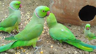 Parrot Ringneck Voice And The Parrot Super