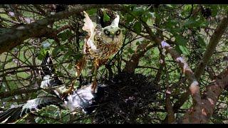 Sad story: Harrier attacks a nest with two month-old chicks | Film Studio Aves