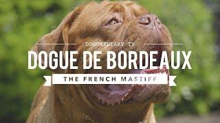 ALL ABOUT THE DOGUE DE BORDEAUX: THE FRENCH MASTIFF