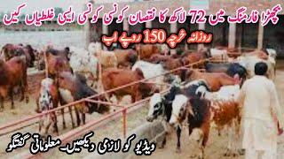 72 Lakh Loss Bachra Farming Business industry in Pakistan #calf #cow #vacha