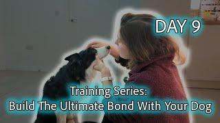 How To Prepare Your Dog For Vets Visits (Build Trust & Desensitisation!)