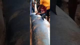 поймали акулу-людоедаA Russian man was eating by a tiger shark #акула #sea #море # #shark #шок