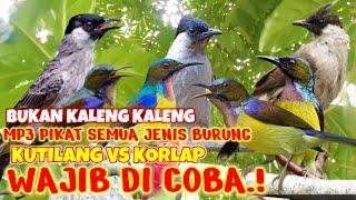 SUARA PIKAT KUTILANG RIBUT VS KORLAP  ||sudah pasti ngabisin semua jenis burung liar