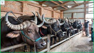 The astonishing process of processing millions of buffaloes in a factory  -  processing factory