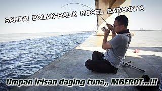 Mancing Asyik Di Bawah Jembatan Suramadu | Mancing Di Pancang Suramadu | Pancang 5 Madura #fishing