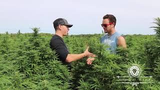 Lets Talk Hemp In Minnesota with Nothing But Hemp |  Hemp Acres Minnesota