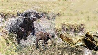 Terrifying!! Brave Boy Catch Big Snake While It Trying To Eat Buffalos