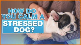 3 Ways To Calm A Stressed Dog? - DOGTV with Dr. Courtney Campbell, DVM