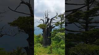 천년 주목, 태백산 유일사 코스