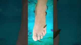 Fish Pedicures  (explained)