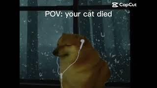 POV: Your cat died
