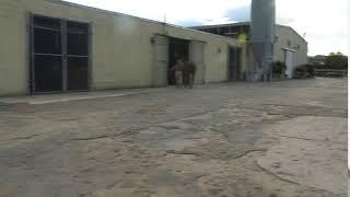 horses and barn with dasha and garik