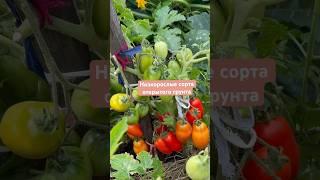 ЗАКАЗАТЬ СЕМЕНА: https://tomatboris.ru/?ysclid=ln76xla4la47180728