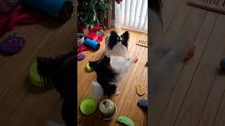 Papillon Dogs Dancing For Treats #dogs #papillons #papillondogs