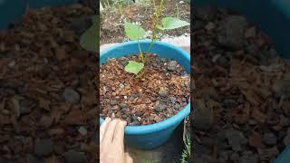 Post-Storm Small Garden Update - Early August - Zone 6 b Missouri