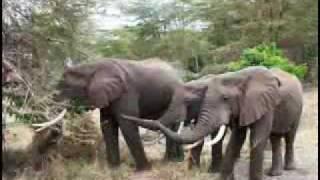 Safari in Tanzania.wmv