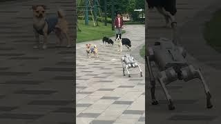 Watch real dogs meet a robot dog