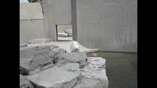 Polar Bear at the Toronto Zoo