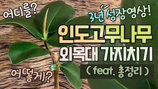 3년 성장영상가지치기 요령!🪴가지치기 원리 총정리인도 고무나무 키우기 꿀팁! (ft. 외목대, 삽목, 물꽂이초보자도 다 이해할 수 있어요!)