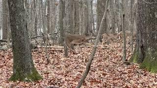 Look what I saw during my lunch break walk! A herd of deer! (Unedited!) Fairfax, VA Mother Nature