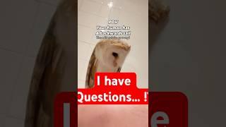 Day 81 of trying to be the most Followed owl on YouTubeP2#satire #funny #bird #curiosity