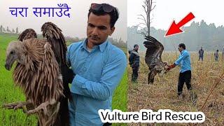  Vulture Bird rescue in Nepal । पहिलो चोटी भेटियो मान्छे भन्दा ठूलो चरा  आज गिद्ध चरा समाउँदै