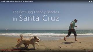 The Best Dog Friendly Beaches in Santa Cruz from The Dawn Thomas Team and MoveToTheBeach.com