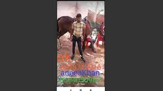 Anees Khan