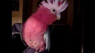 Charlie the galah talking, singing and meowing!