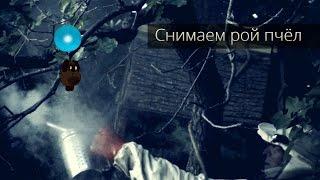 Поймали злых пчёл