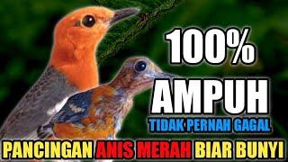 PANCINGAN ANIS MERAH BIAR CEPAT BUNYI, NGAKRAK NGPLONG DI PAGI HARI 100%AMPUH MASBRO