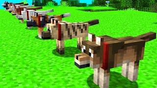 NEW WOLF BREEDS IN MINECRAFT! (and which BIOMES to find them in!)