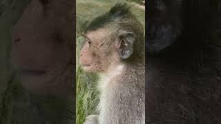 Try to cheat wife _ #raiblow, #monkeys,#monkey,#monkeyforest,