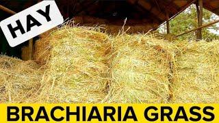 Clearing Brachiaria Grass / Mulato Grass For Storage As Hay