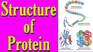 structure of protein in hindi, secondary structure of protein, knowledge adda, bsc 3rd year organic