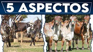  5 Aspectos Para Su Negocio GANADERO    VACAS LECHERAS Y CARNICAS // Crea Tu NEGOCIO Ganadero