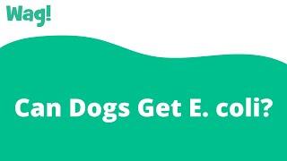 Can Dogs Get E. coli? | Wag!