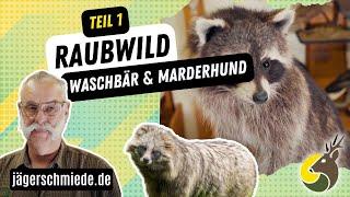 Raubwild (Teil1): Waschbär und Marderhund ️ Werde fit für die Jagdprüfung