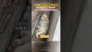 狗主人去喊在窄道乘涼的狗狗，沒想到狗來了個「倒掛金鉤」。網友：它居然會原地調腚！ #奇聞 #趣事